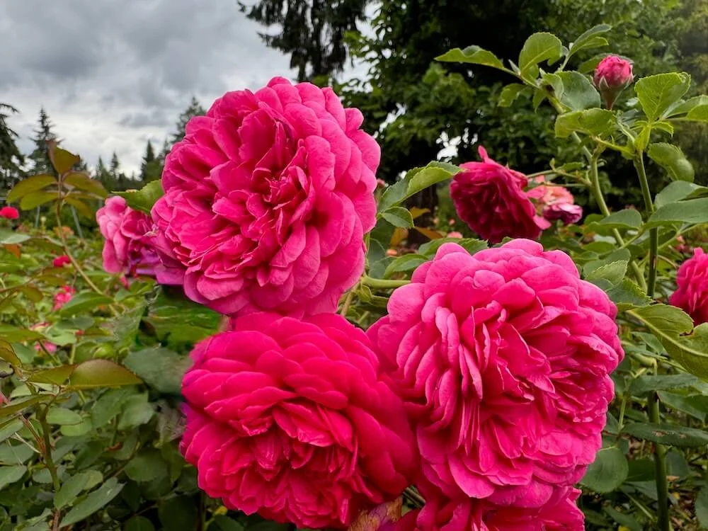 Rosa 'Eddie's Jewel' (Eddie's Jewel Rose) — Northwest Blooms